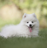 whitepuppy